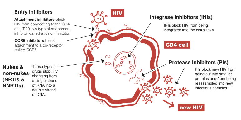 3. 5 How HIV drugs work  main types of drugs