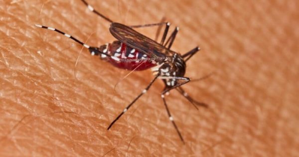 Can Mosquitoes Transmit HIV?