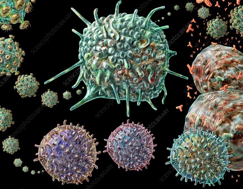 HIV and immune system cells
