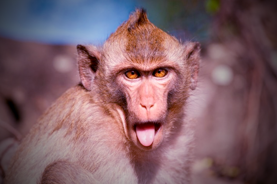 How did lab monkeys survive with HIV for six months ...