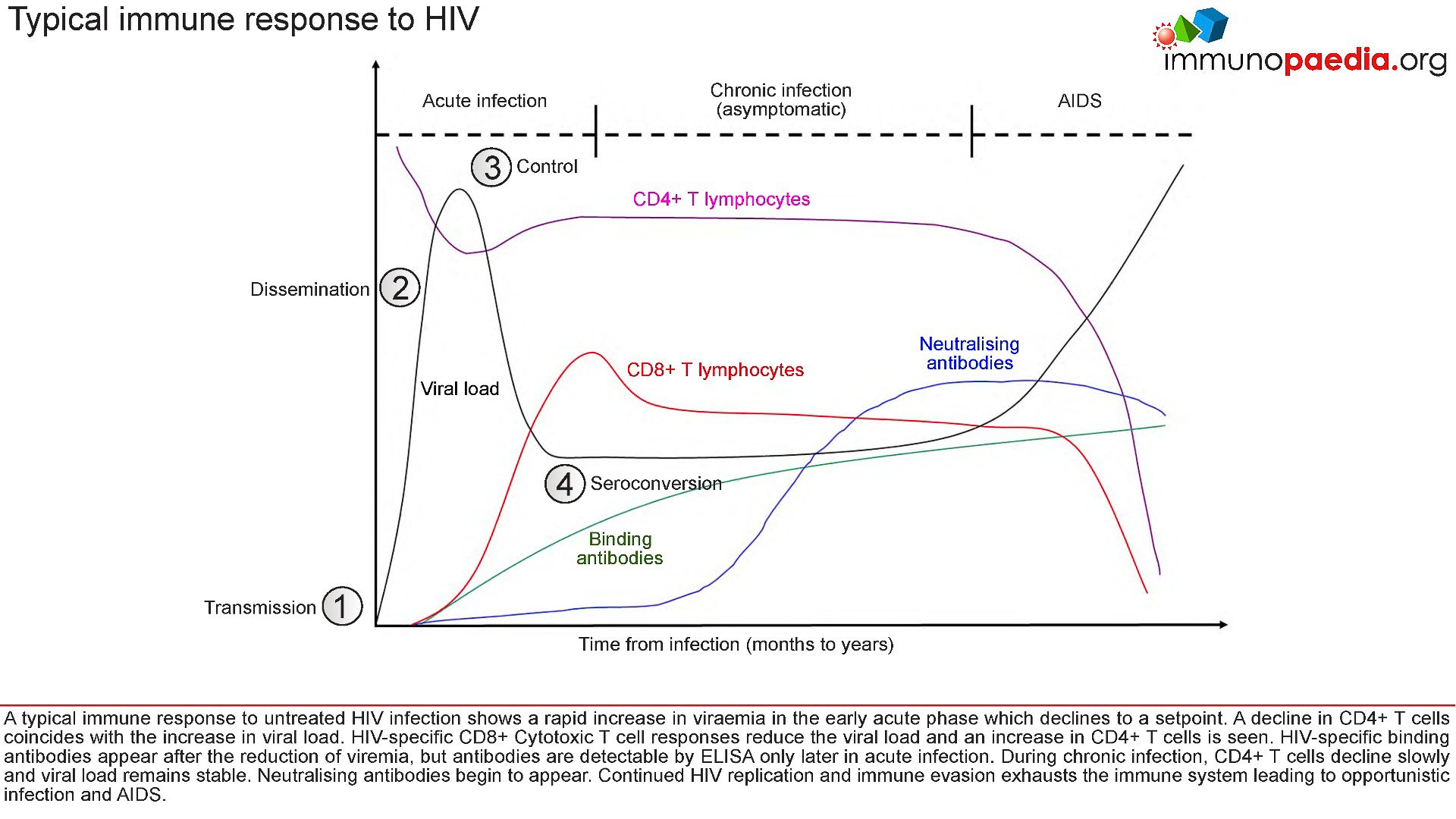 Immunity to HIV