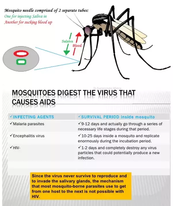 Is it possible for a mosquito to spread HIV/AIDS?