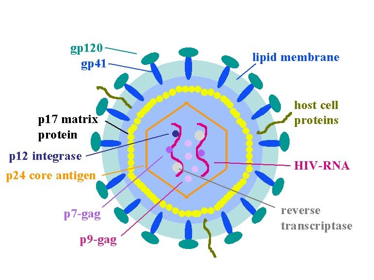 First structure. HIV virus structure. Вирион ВИЧ. Структура ВИЧ 2. Ретровириды ВИЧ структура.