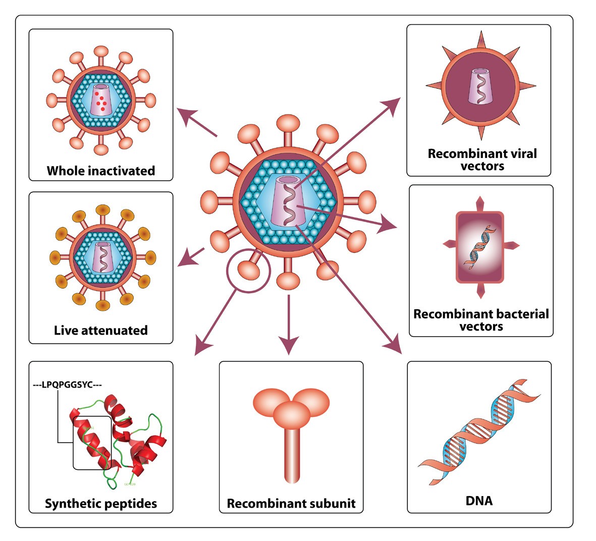 Pathogenicity and immunogenicity of attenuated, nef
