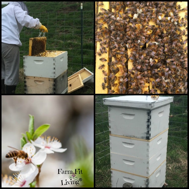 Splitting Bee Hives in Spring to Prevent Swarming