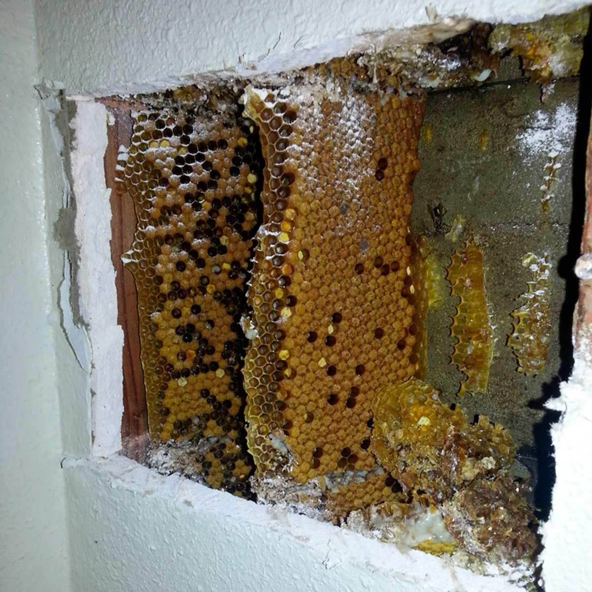 Why Do Some Old Homes Have a Beehive Built Into a Wall?